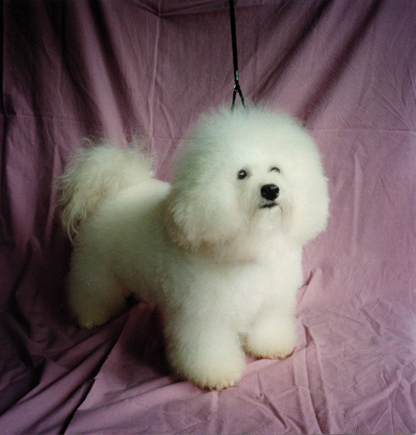 Ahnengalerie | Ein Rückblick auf SNOWFLAKE Bichon Frisés vor ca. 20 Jahren