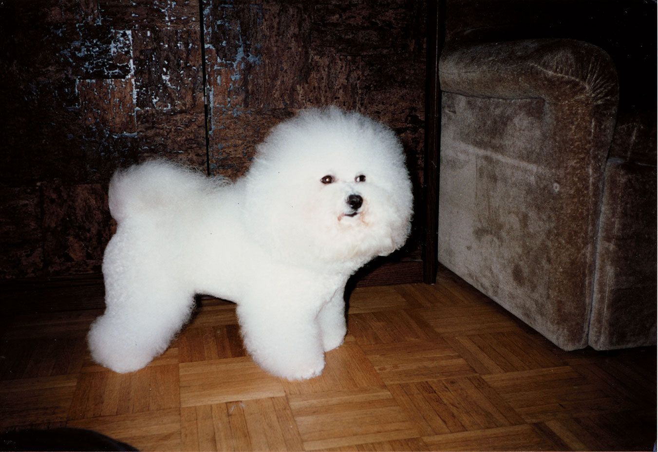 Ahnengalerie | Ein Rückblick auf SNOWFLAKE Bichon Frisés vor ca. 20 Jahren