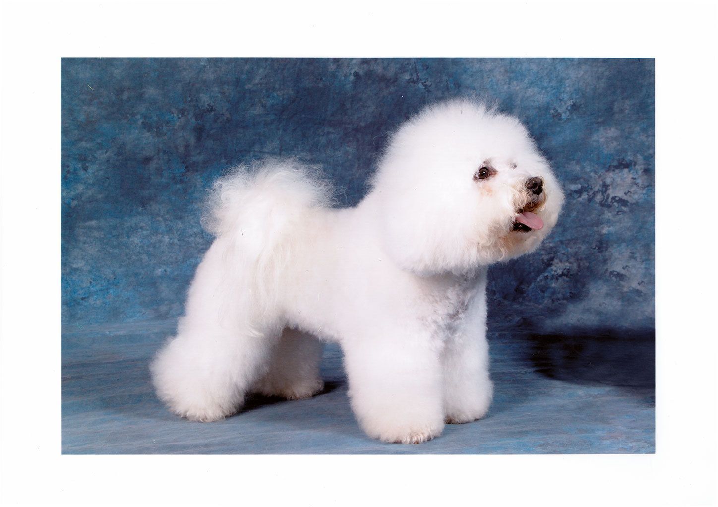 Ahnengalerie | Ein Rückblick auf SNOWFLAKE Bichon Frisés vor ca. 20 Jahren