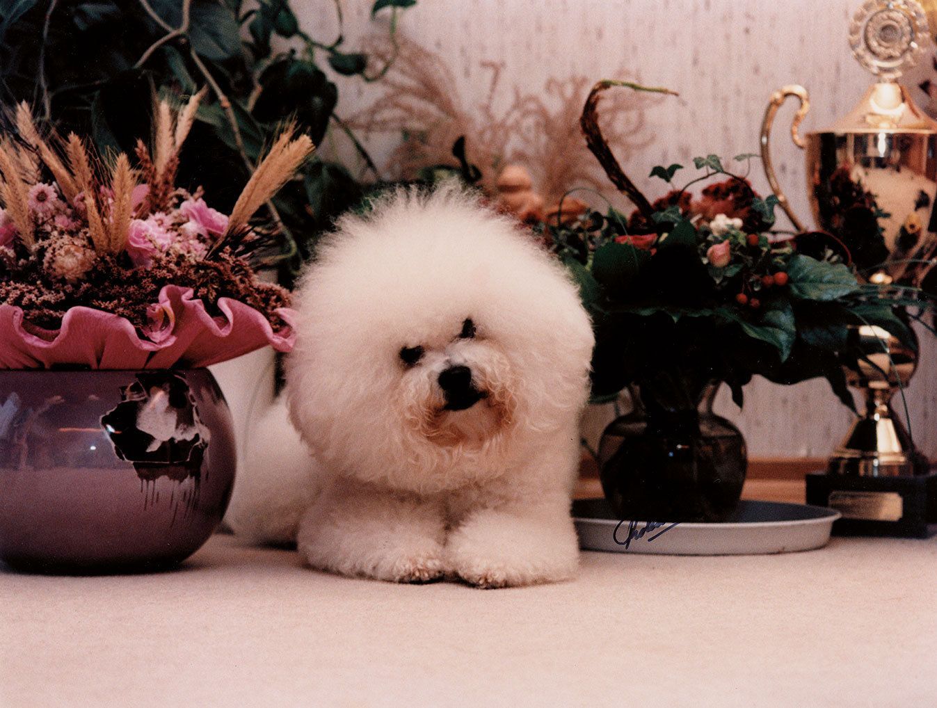 Snowflake Bichon Frisé