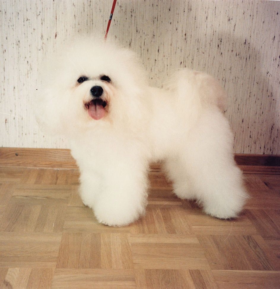 Ahnengalerie | Ein Rückblick auf SNOWFLAKE Bichon Frisés vor ca. 20 Jahren