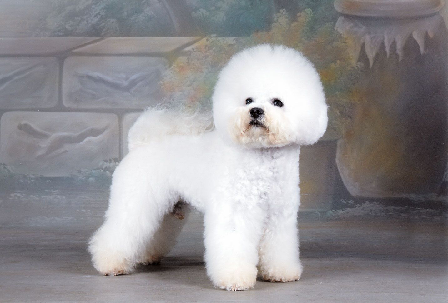 Snowflake Bichon Frisé