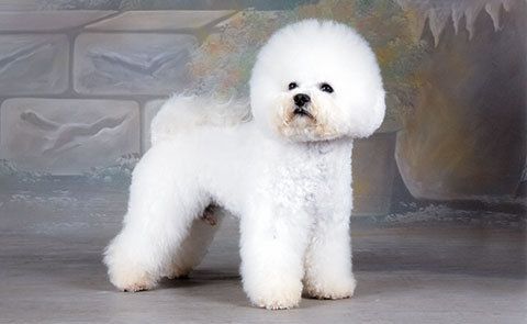 Bichon Frisé