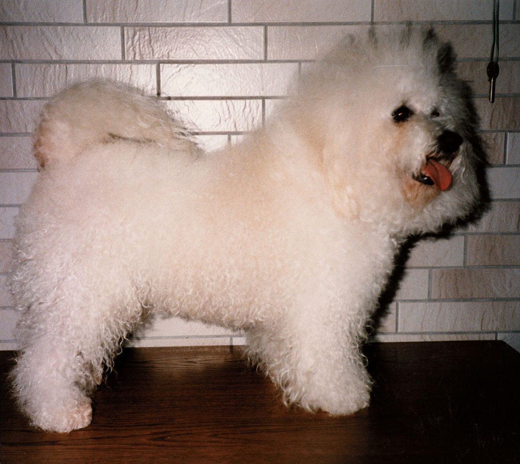 Ahnengalerie | Ein Rückblick auf SNOWFLAKE Bichon Frisés vor ca. 20 Jahren