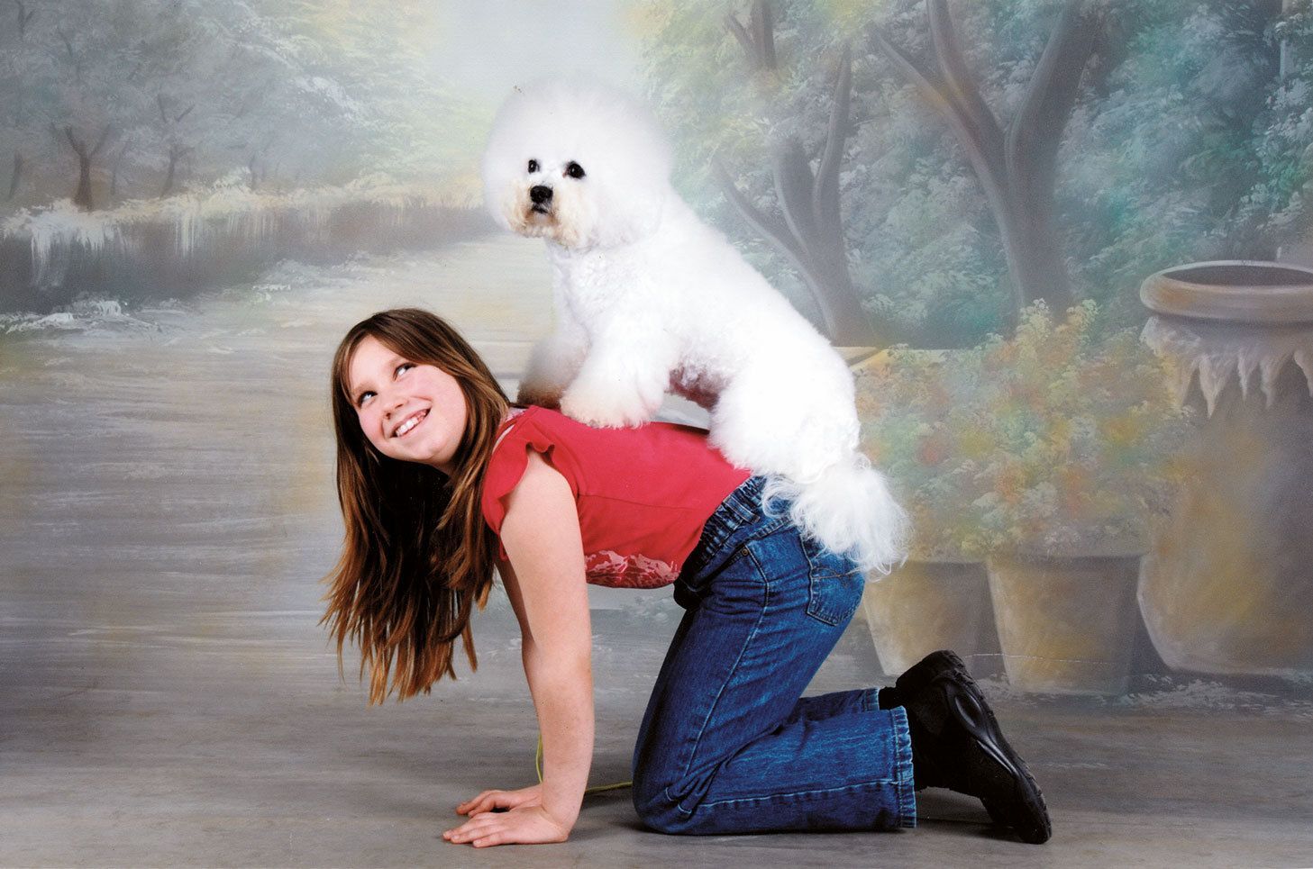 Snowflake Bichon Frisé