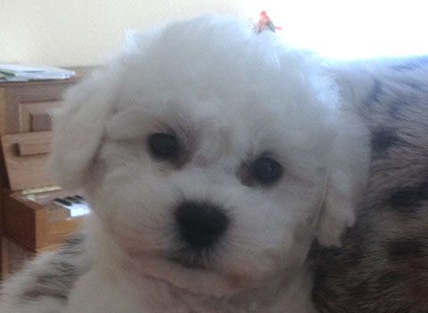 Bichon Frisé