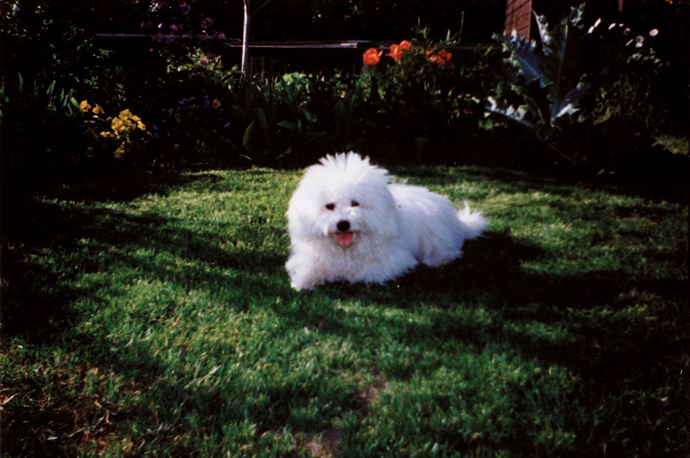 Snowflake Bichon Frisé