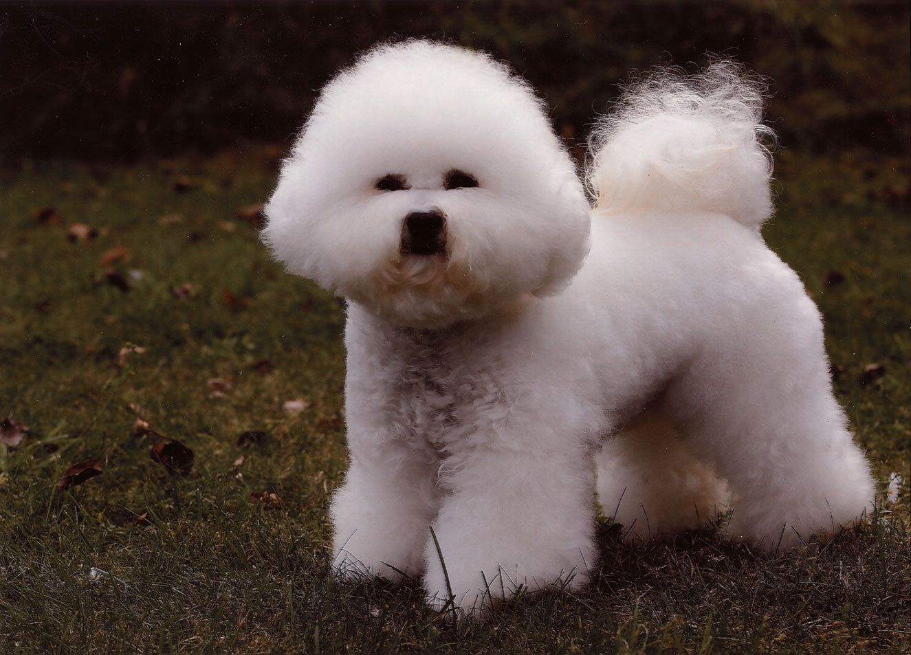 Ahnengalerie | Ein Rückblick auf SNOWFLAKE Bichon Frisés vor ca. 20 Jahren