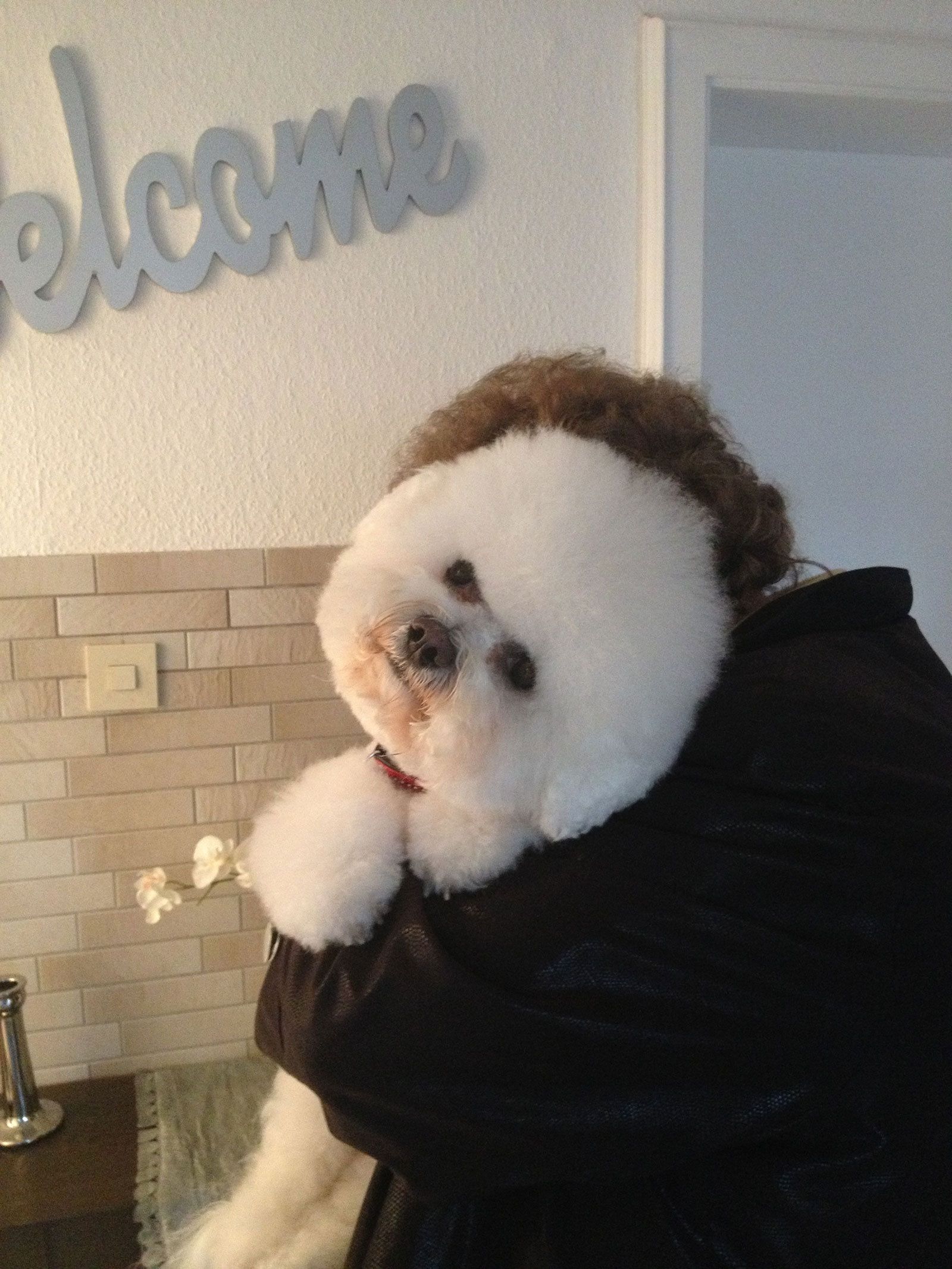 Snowflake Bichon Frisé