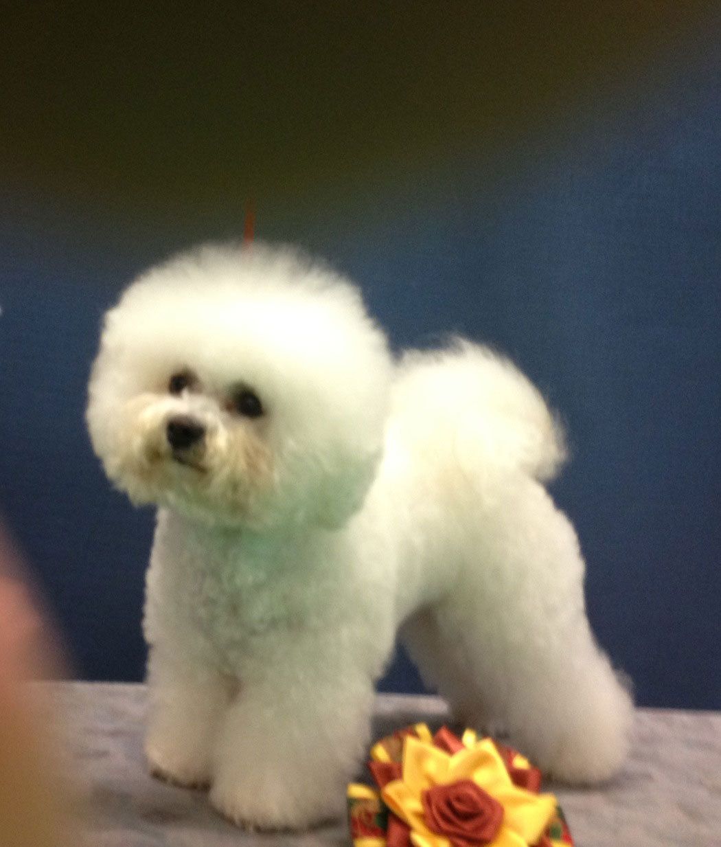Snowflake Bichon Frisé