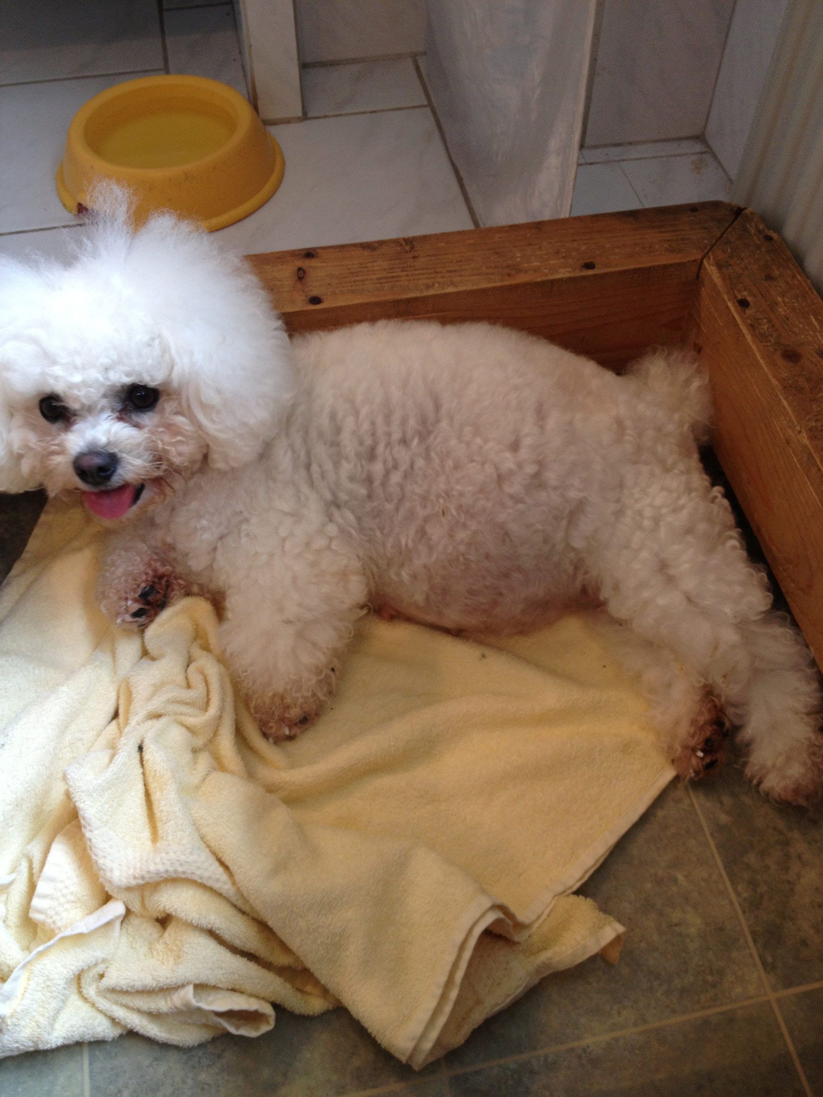 Bilder vom aktuellen Wurf SNOWFLAKE VICO und SNOWFLAKE KORA-MAY. Geburtsdatum 11.07.2013. 3 Rüden und 2 Hündinnen