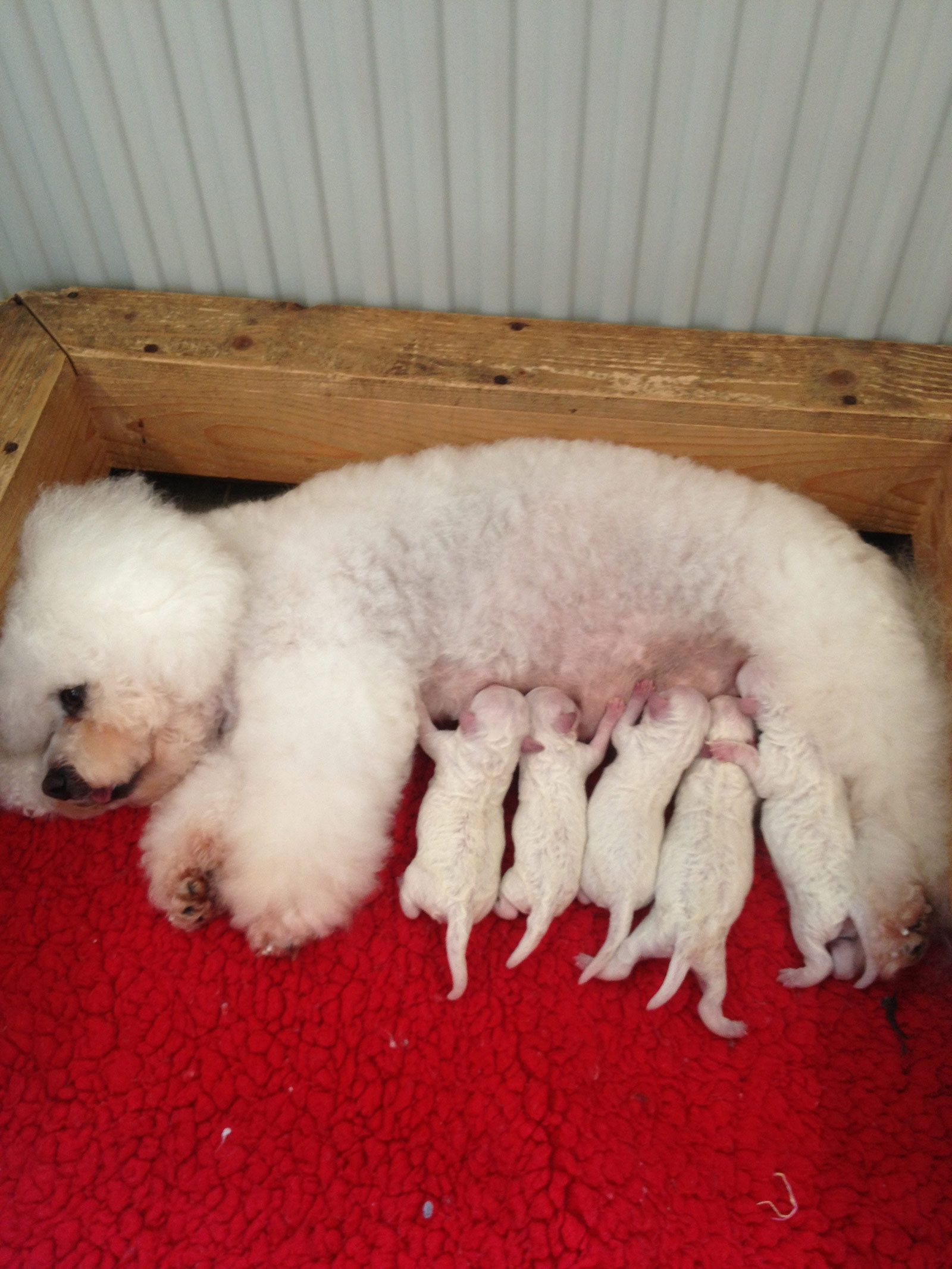 Bilder vom aktuellen Wurf SNOWFLAKE VICO und SNOWFLAKE KORA-MAY. Geburtsdatum 11.07.2013. 3 Rüden und 2 Hündinnen