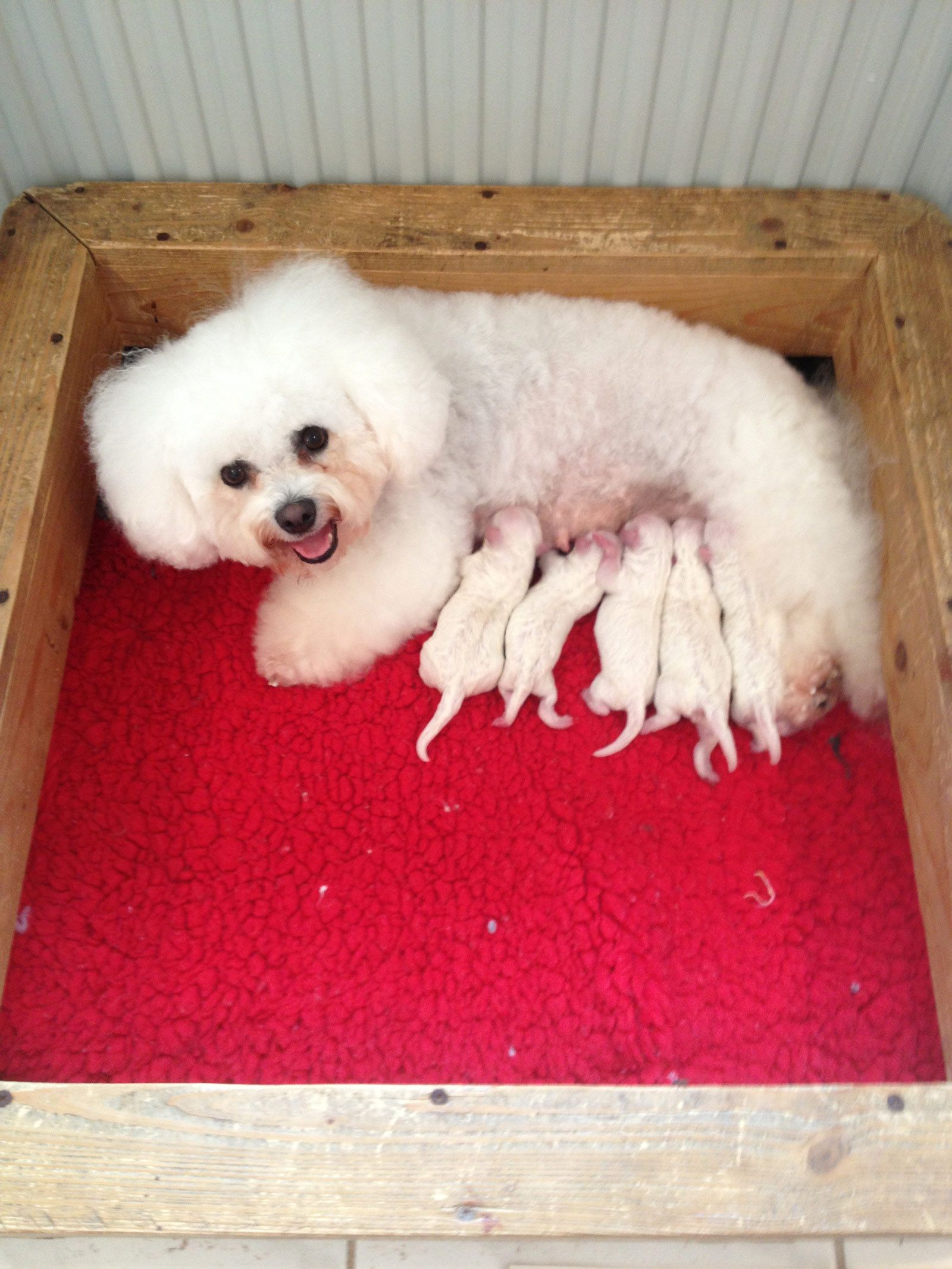 Bilder vom aktuellen Wurf SNOWFLAKE VICO und SNOWFLAKE KORA-MAY. Geburtsdatum 11.07.2013. 3 Rüden und 2 Hündinnen