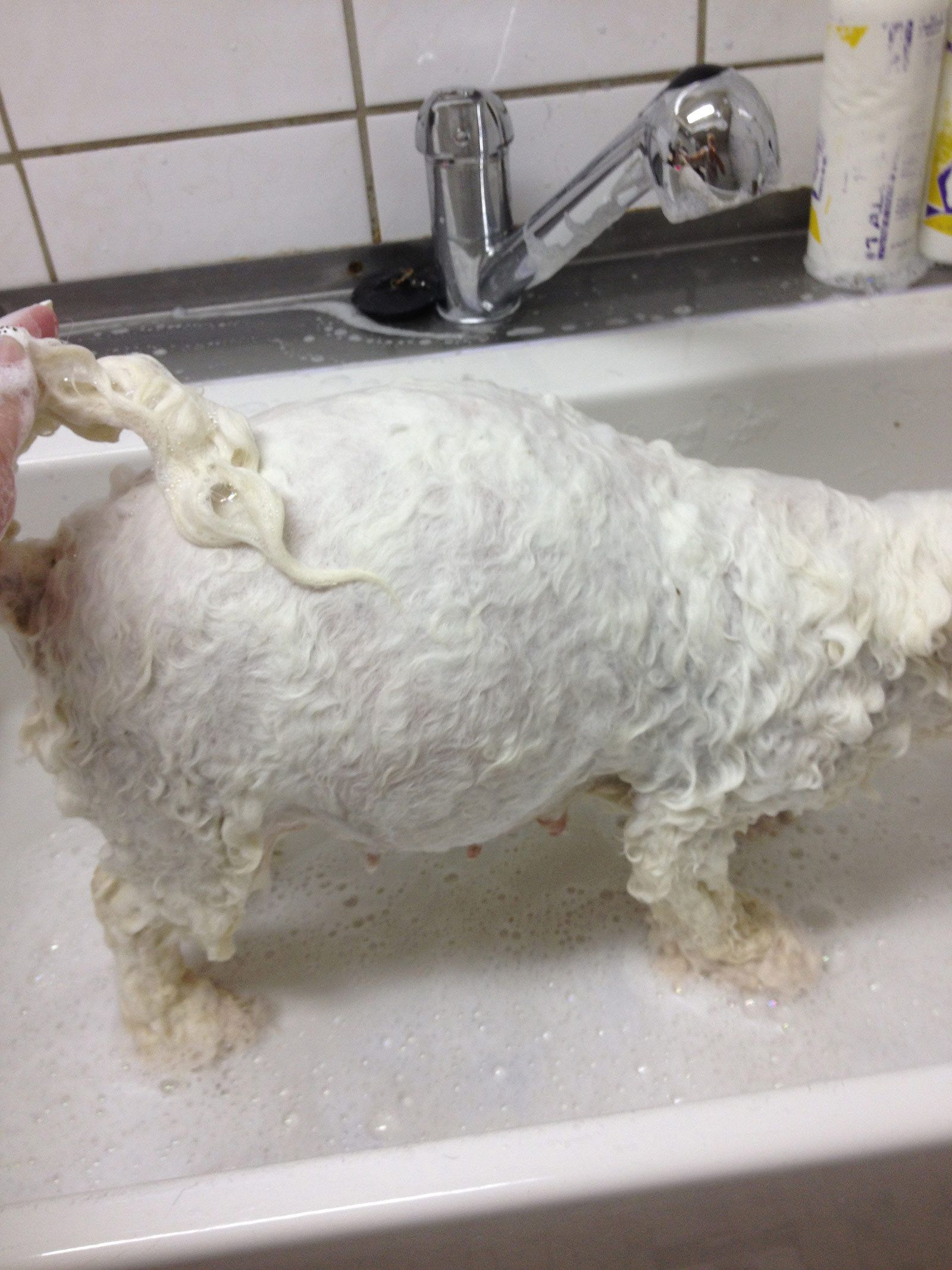 Bilder vom aktuellen Wurf SNOWFLAKE VICO und SNOWFLAKE KORA-MAY. Geburtsdatum 11.07.2013. 3 Rüden und 2 Hündinnen