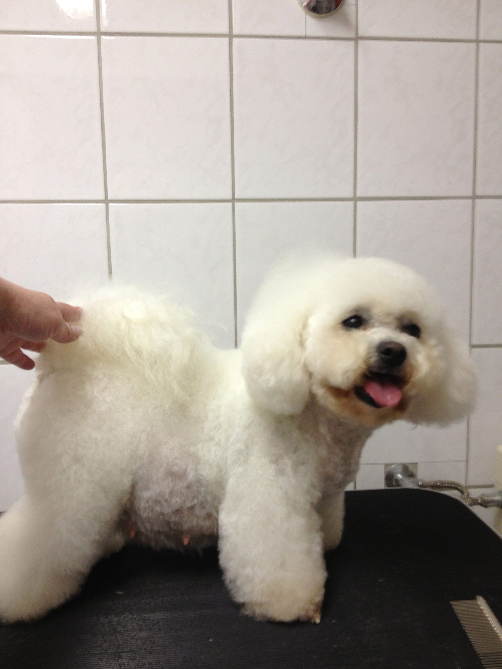 Bilder vom aktuellen Wurf SNOWFLAKE VICO und SNOWFLAKE KORA-MAY. Geburtsdatum 11.07.2013. 3 Rüden und 2 Hündinnen