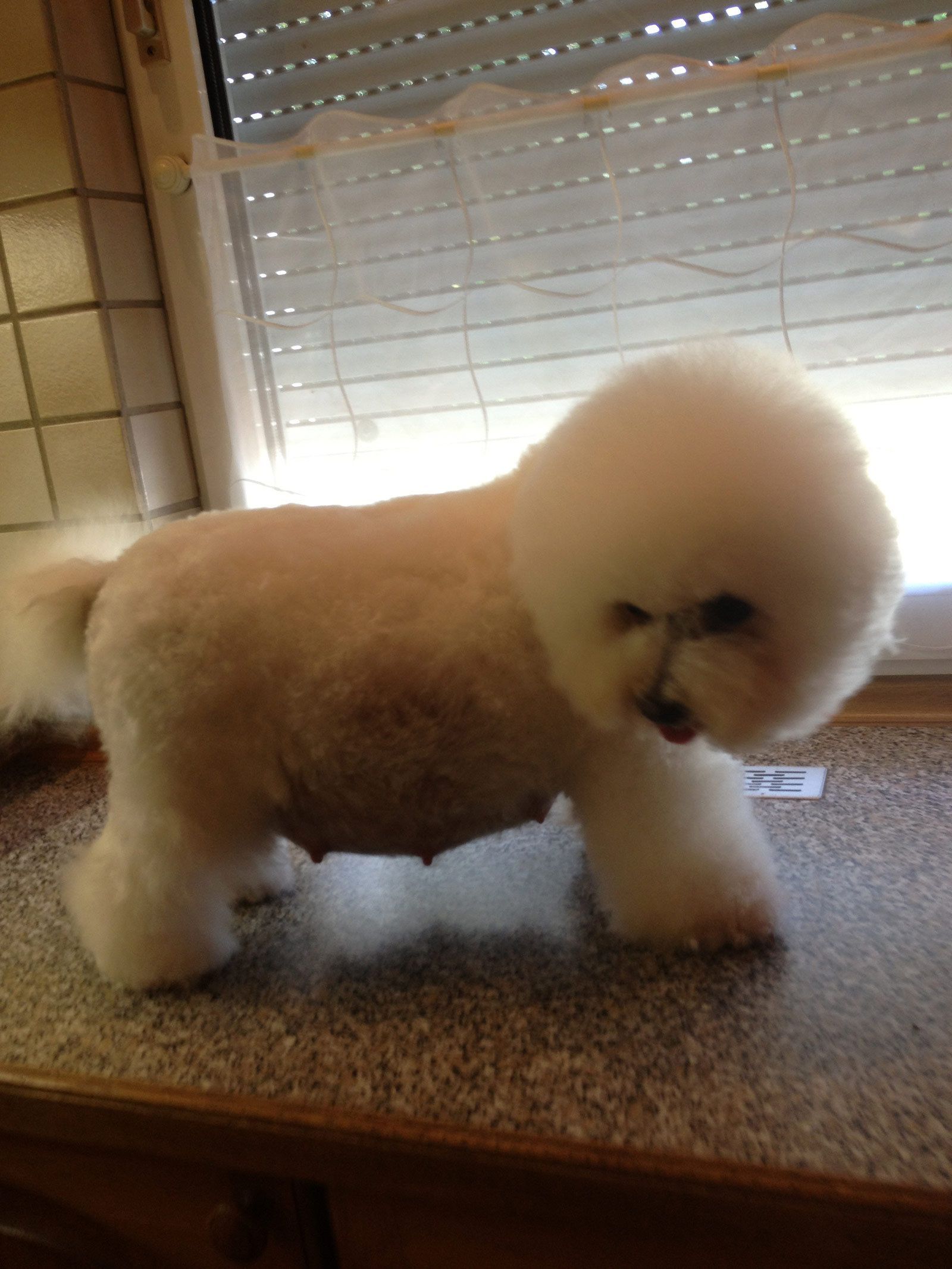 Bilder vom aktuellen Wurf HONEY DREAMS YANKEE SUNNY und SNOWFLAKE WHITE MISSY. SNOWFLAKE