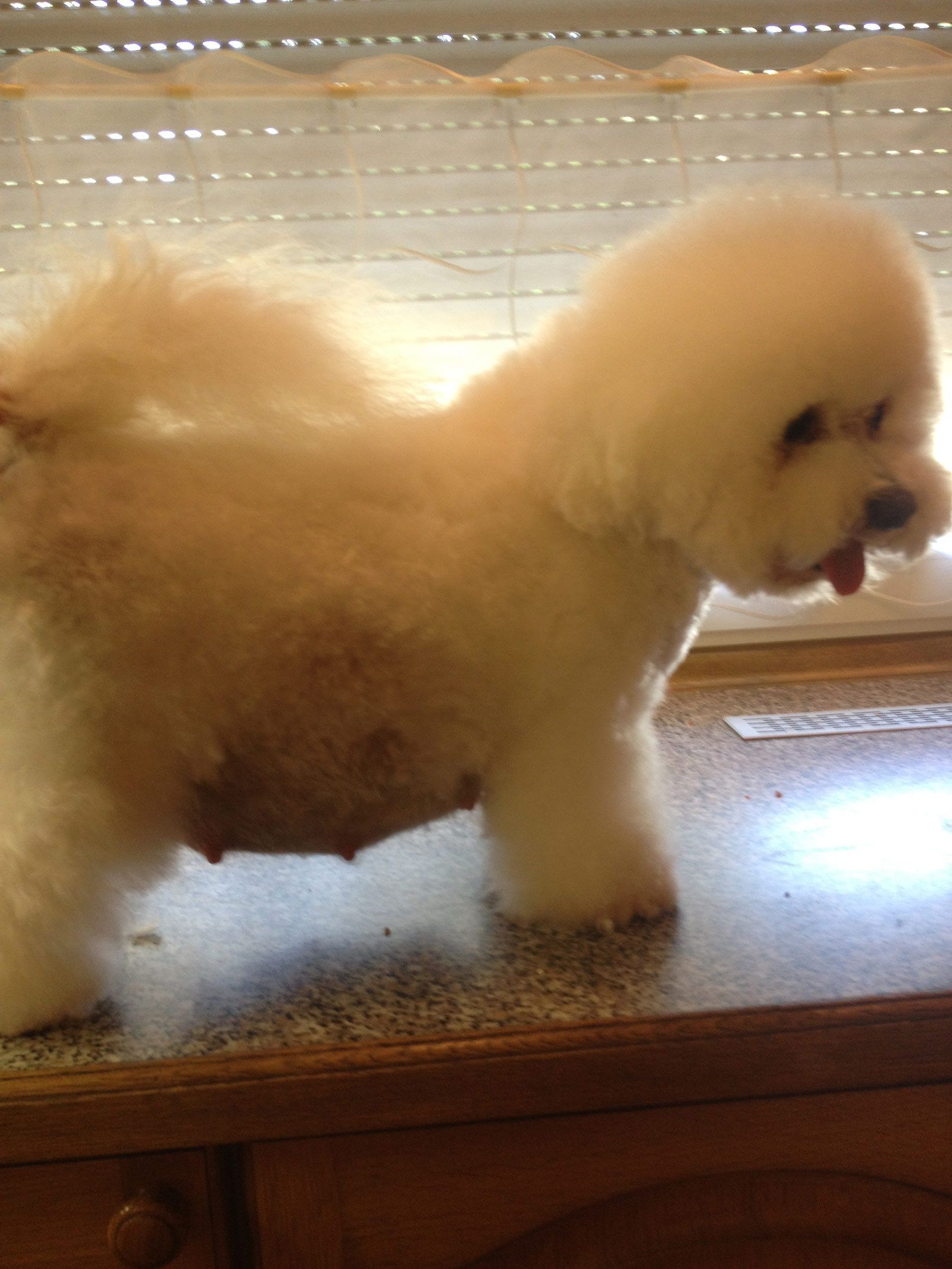 Bilder vom aktuellen Wurf HONEY DREAMS YANKEE SUNNY und SNOWFLAKE WHITE MISSY. SNOWFLAKE