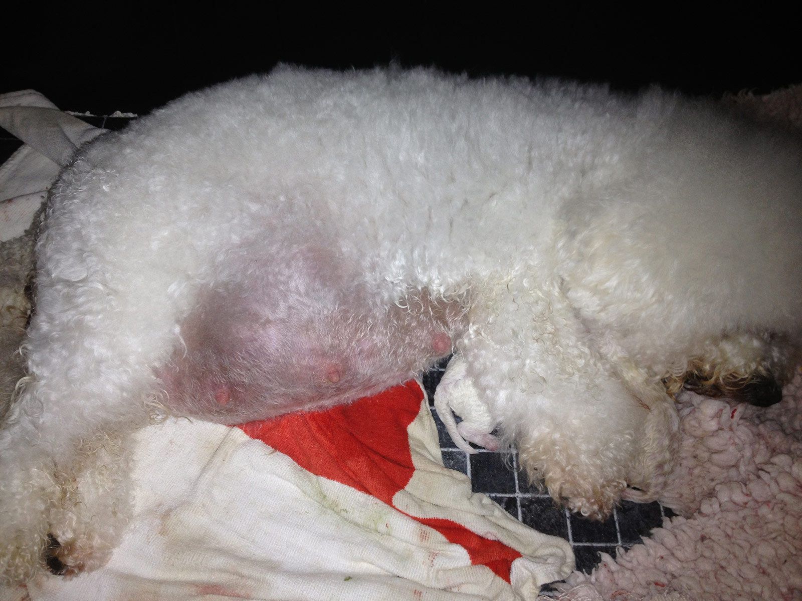 Bilder vom aktuellen Wurf HONEY DREAMS YANKEE SUNNY und SNOWFLAKE WHITE MISSY. SNOWFLAKE