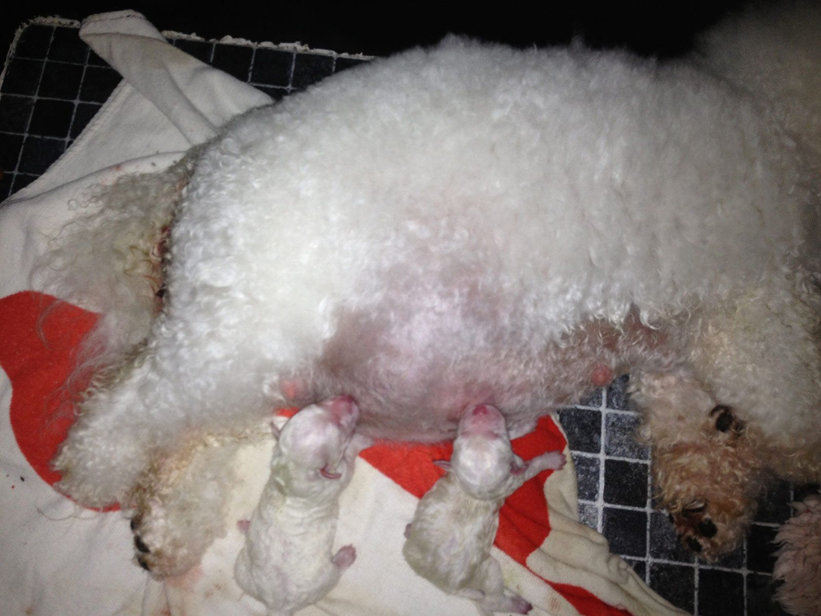 Bilder vom aktuellen Wurf HONEY DREAMS YANKEE SUNNY und SNOWFLAKE WHITE MISSY. SNOWFLAKE