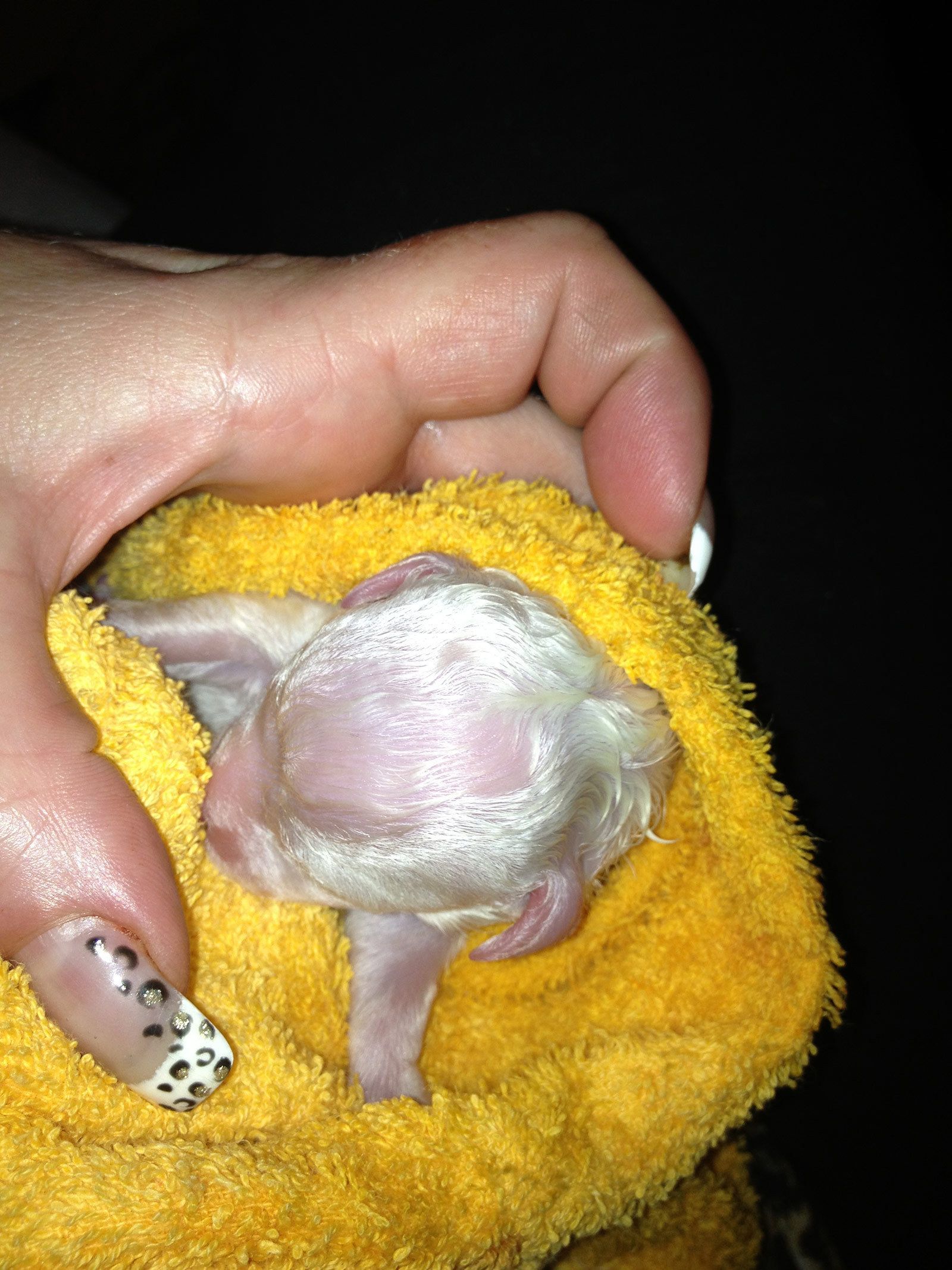 Bilder vom aktuellen Wurf HONEY DREAMS YANKEE SUNNY und SNOWFLAKE WHITE MISSY. SNOWFLAKE