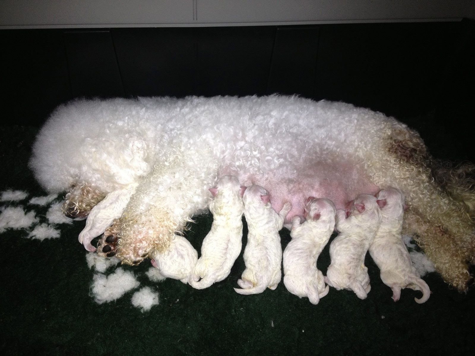 Bilder vom aktuellen Wurf HONEY DREAMS YANKEE SUNNY und SNOWFLAKE WHITE MISSY. SNOWFLAKE