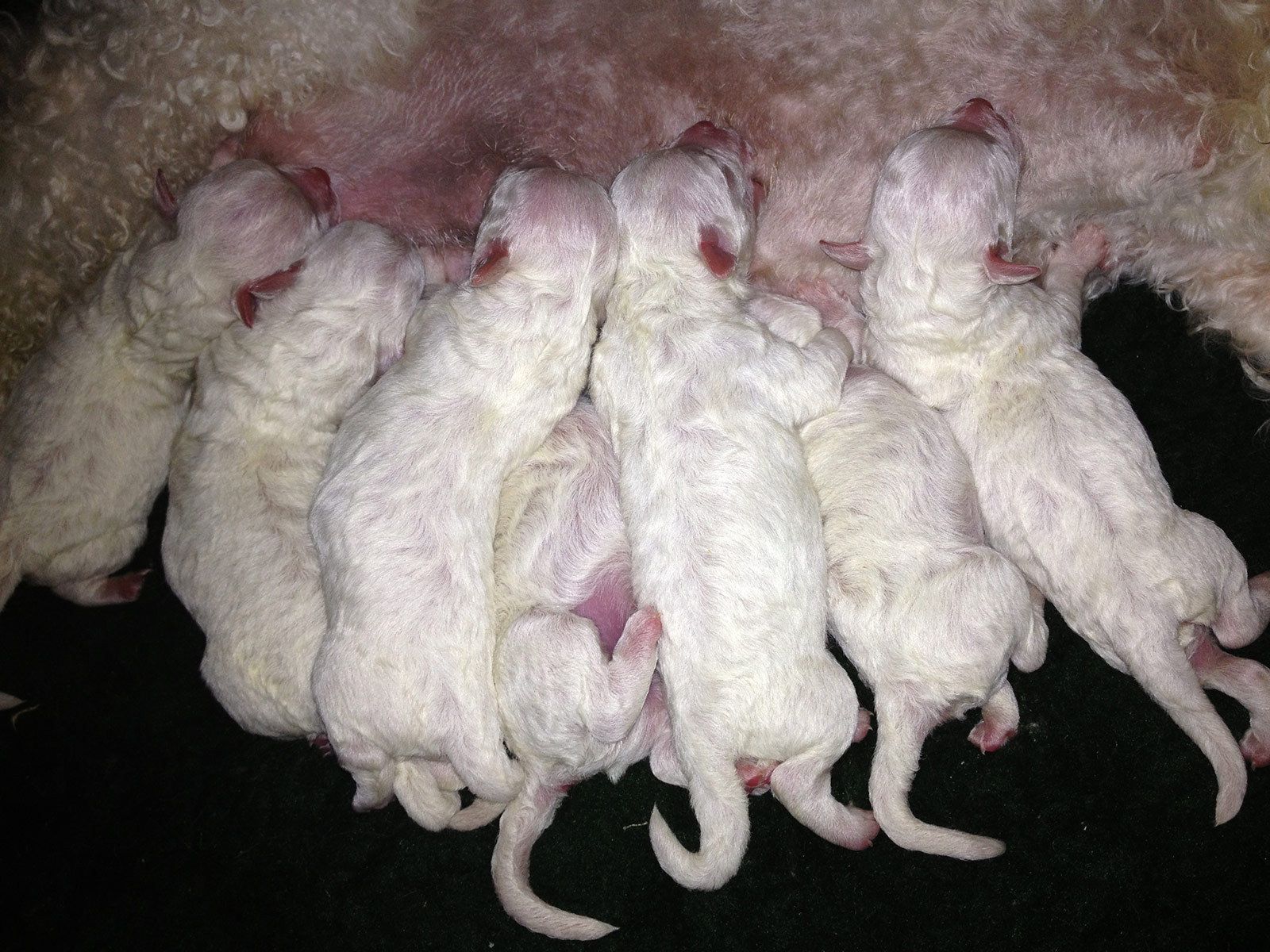 Bilder vom aktuellen Wurf HONEY DREAMS YANKEE SUNNY und SNOWFLAKE WHITE MISSY. SNOWFLAKE