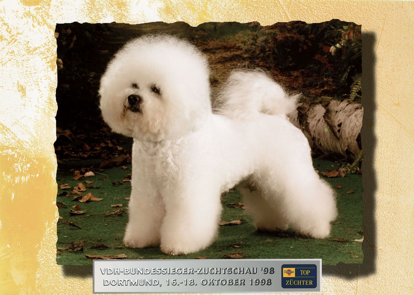 Ahnengalerie | Ein Rückblick auf SNOWFLAKE Bichon Frisés vor ca. 20 Jahren