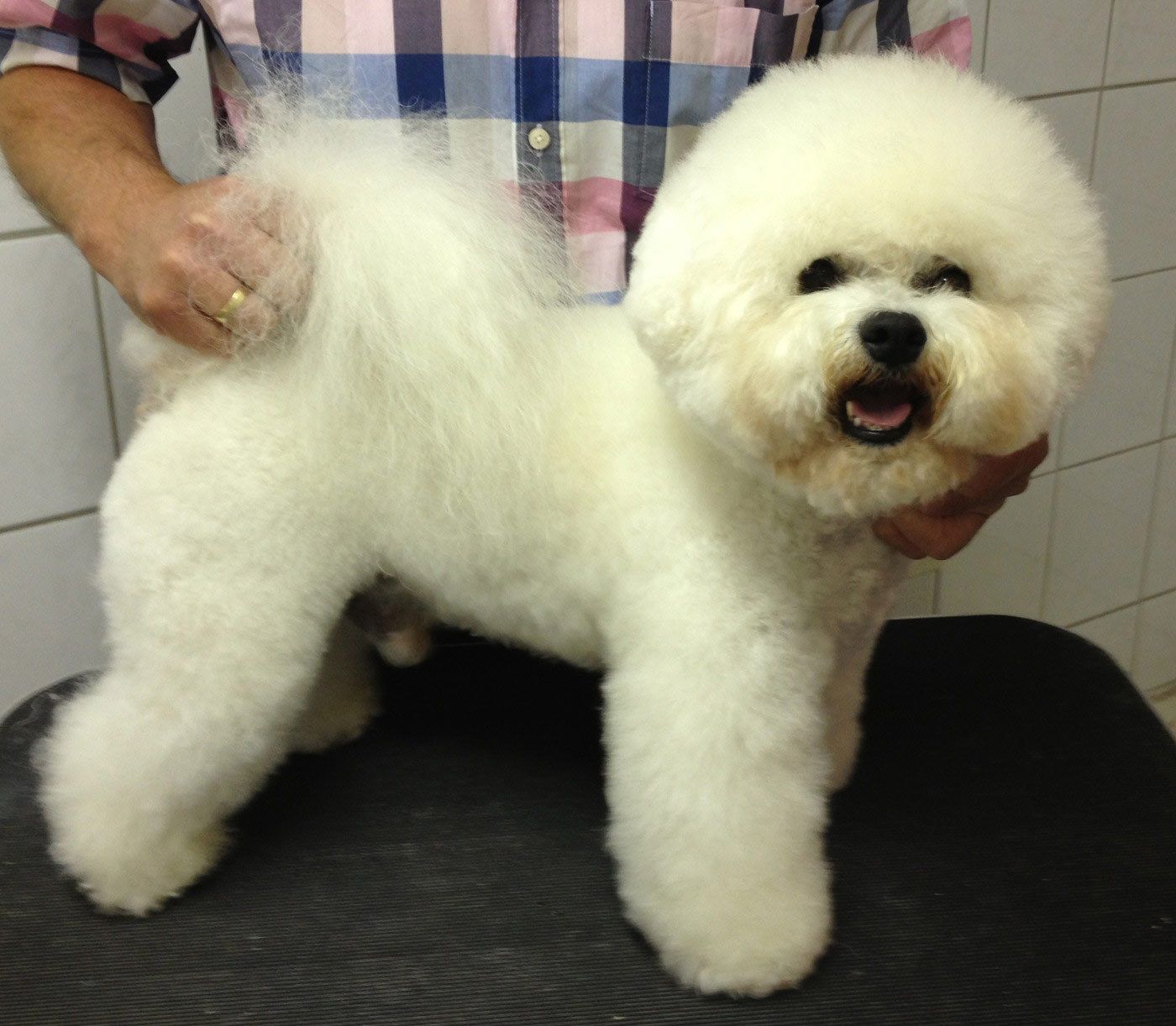 Snowflake Bichon Frisé