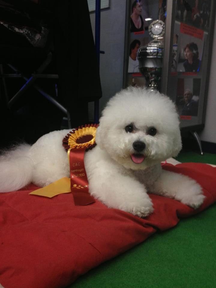 Snowflake Bichon Frisé