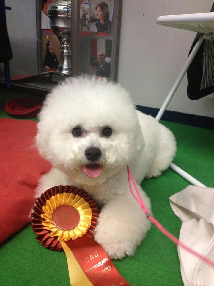 Snowflake Bichon Frisé