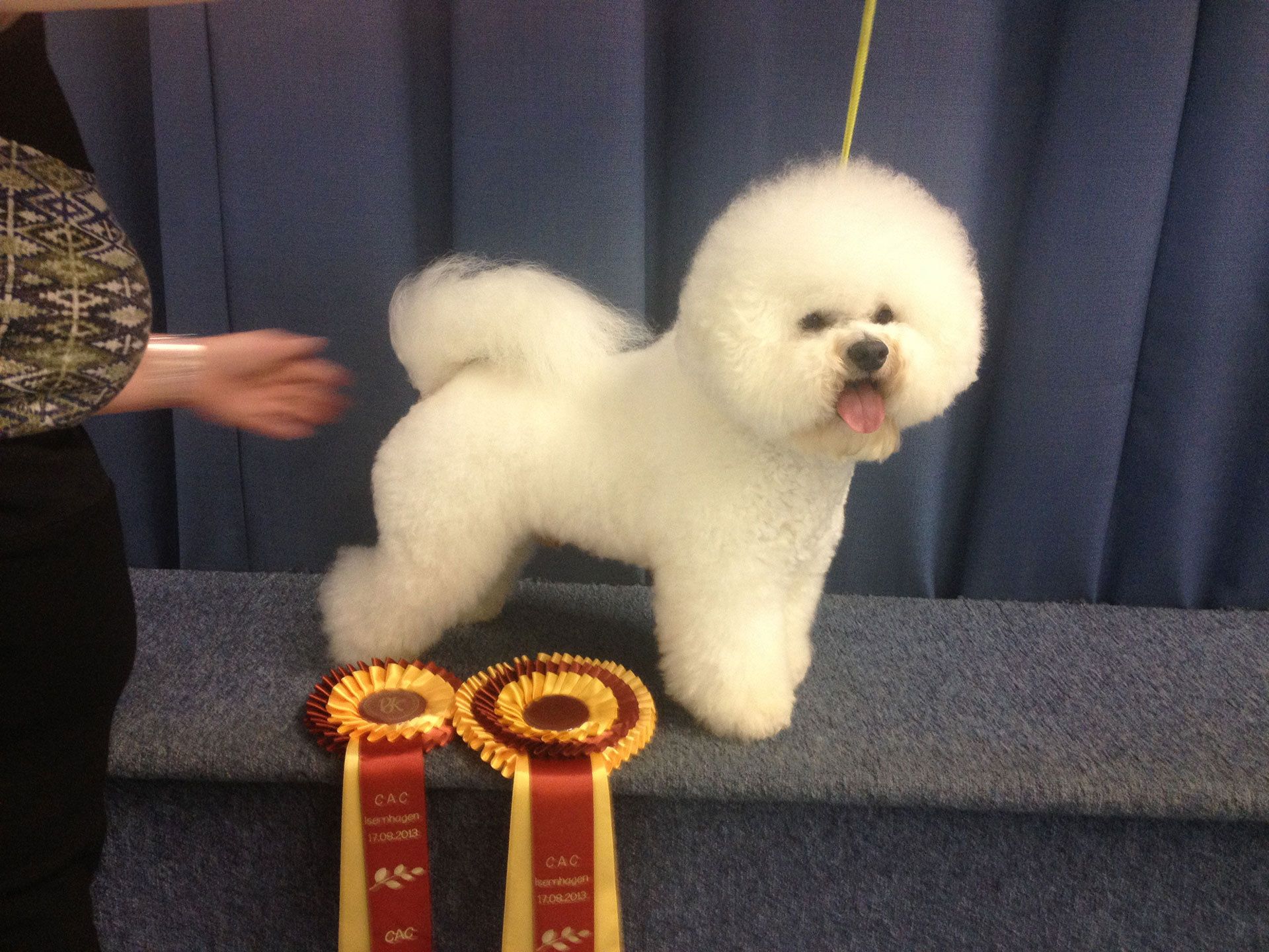 Snowflake Bichon Frisé