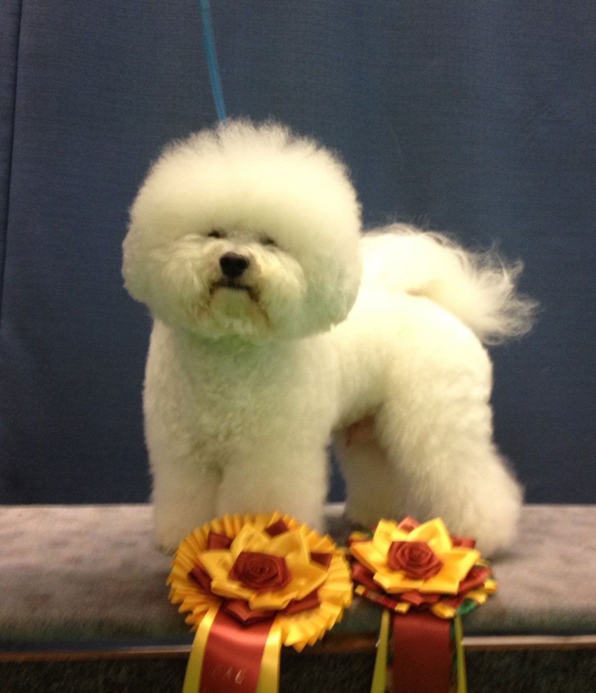 Snowflake Bichon Frisé