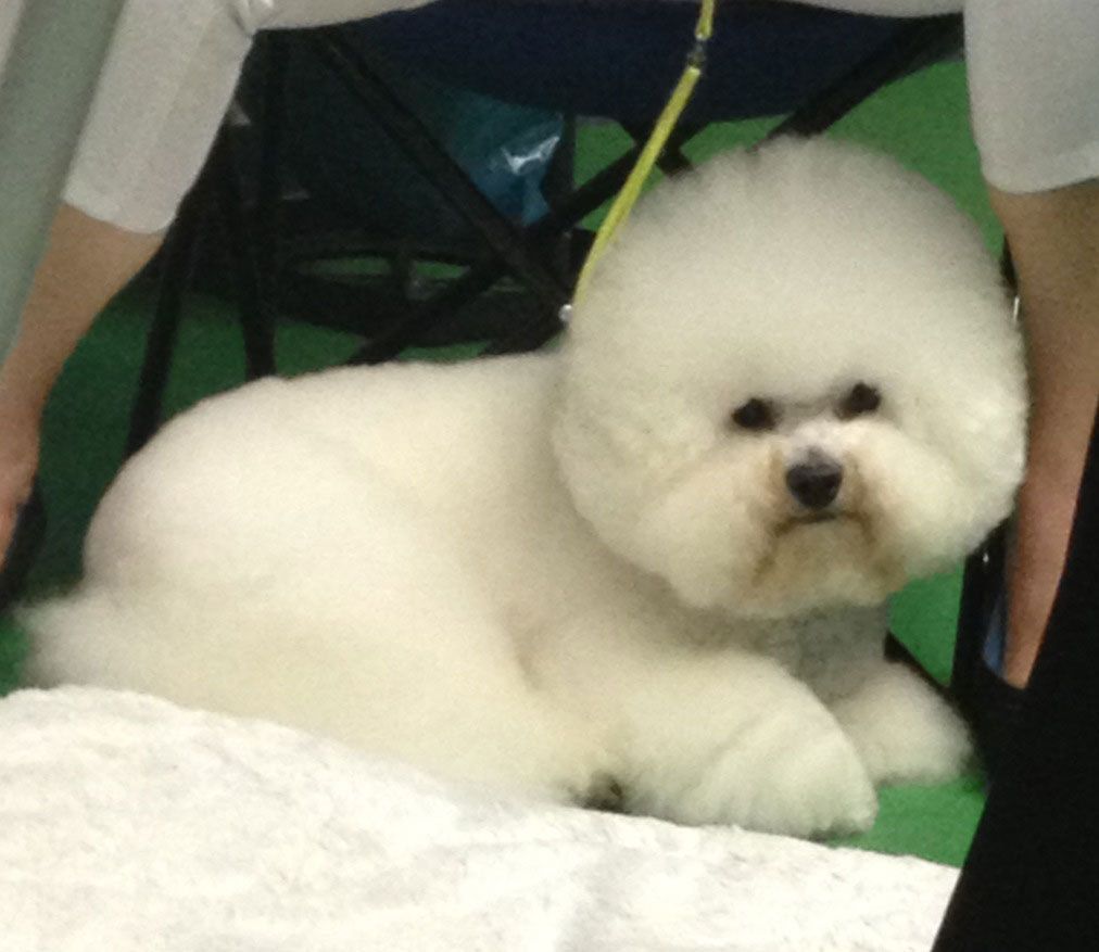 Snowflake Bichon Frisé