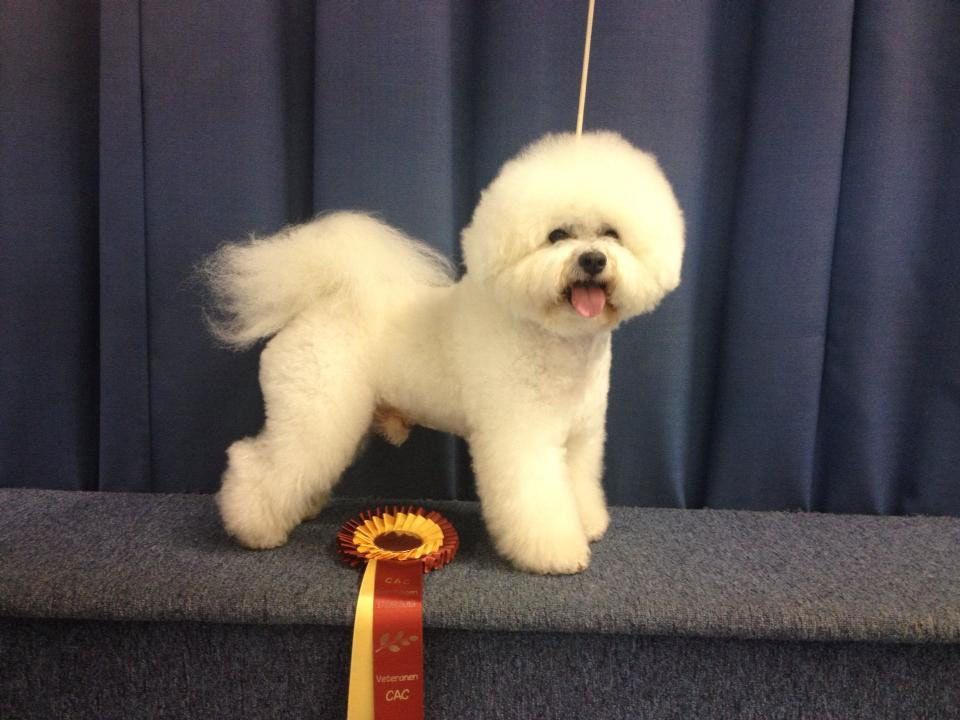 Snowflake Bichon Frisé