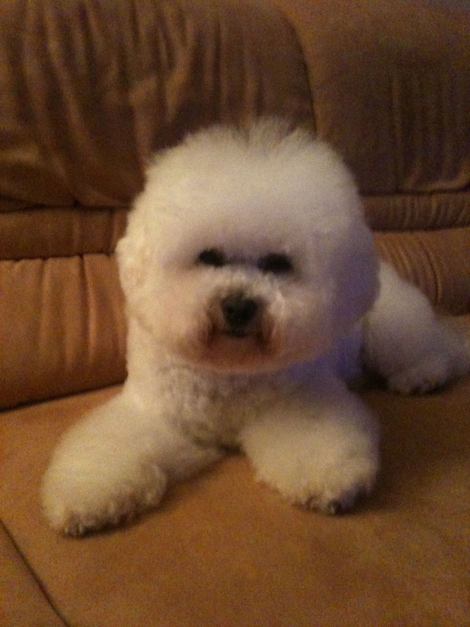 Snowflake Bichon Frisé