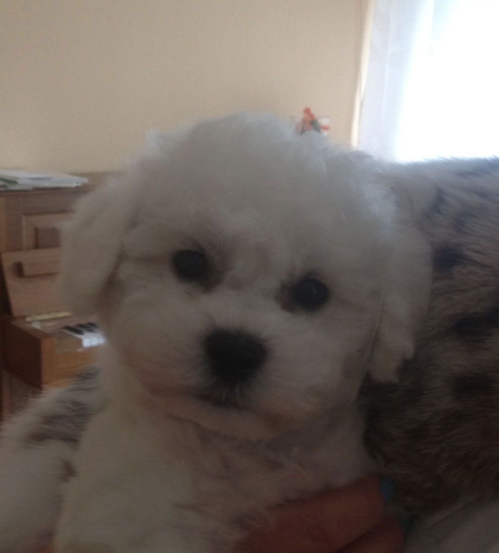 Snowflake Bichon Frisé