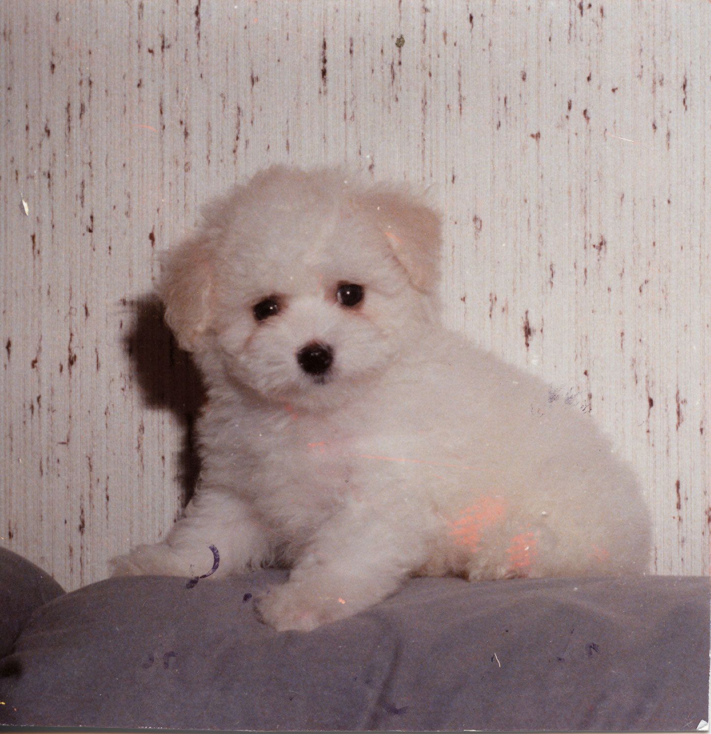 Snowflake Bichon Frisé