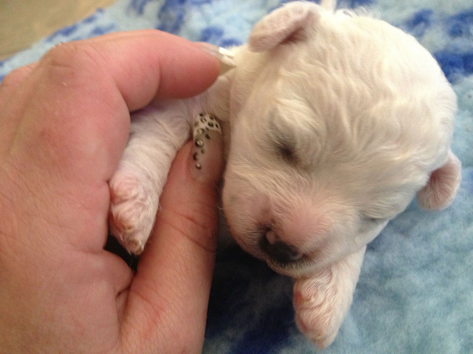 Bilder vom aktuellen Wurf SNOWFLAKE VICO und SNOWFLAKE KORA-MAY. Geburtsdatum 11.07.2013. 3 Rüden und 2 Hündinnen