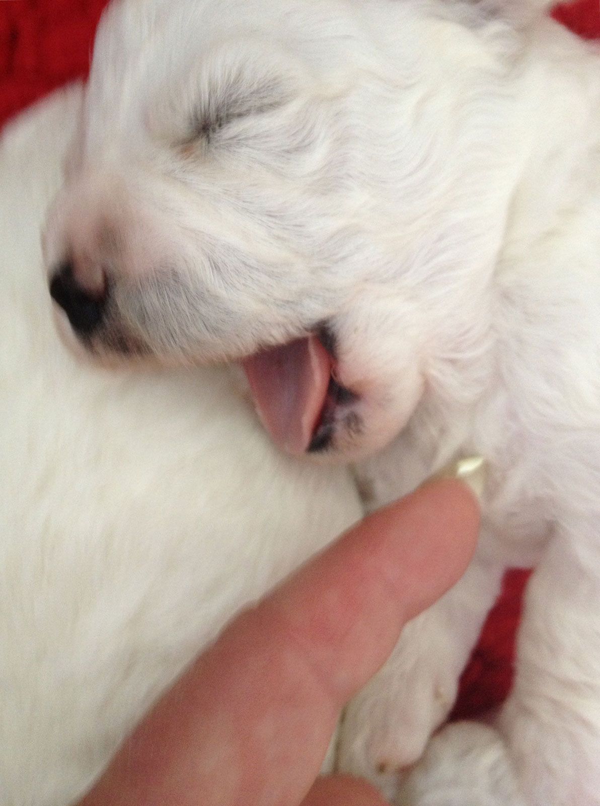 Bilder vom aktuellen Wurf SNOWFLAKE VICO und SNOWFLAKE KORA-MAY. Geburtsdatum 11.07.2013. 3 Rüden und 2 Hündinnen