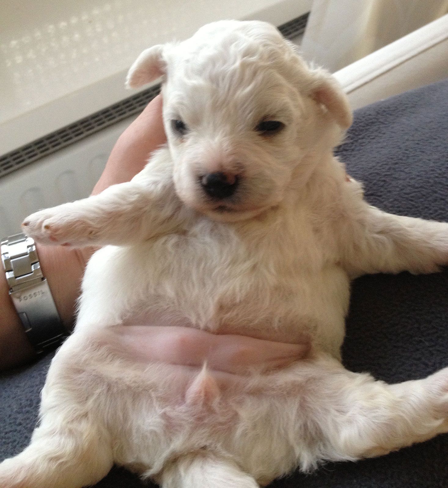 Bilder vom aktuellen Wurf SNOWFLAKE VICO und SNOWFLAKE KORA-MAY. Geburtsdatum 11.07.2013. 3 Rüden und 2 Hündinnen