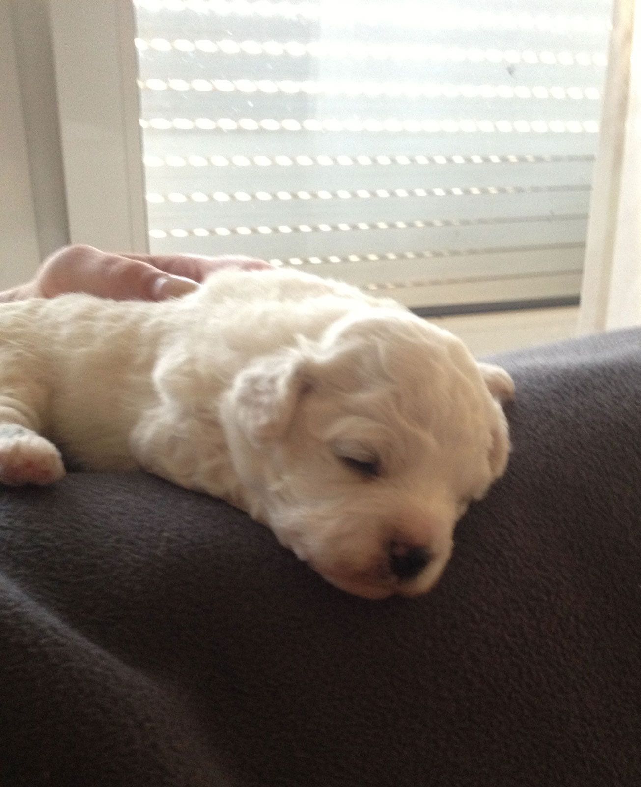 Bilder vom aktuellen Wurf SNOWFLAKE VICO und SNOWFLAKE KORA-MAY. Geburtsdatum 11.07.2013. 3 Rüden und 2 Hündinnen