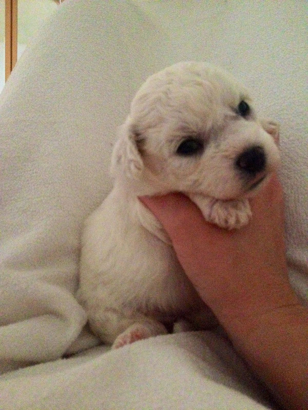 Bilder vom aktuellen Wurf SNOWFLAKE VICO und SNOWFLAKE KORA-MAY. Geburtsdatum 11.07.2013. 3 Rüden und 2 Hündinnen