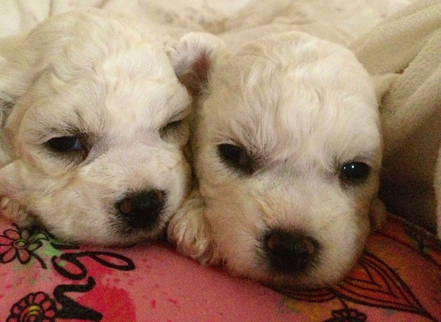 Bilder vom aktuellen Wurf SNOWFLAKE VICO und SNOWFLAKE KORA-MAY. Geburtsdatum 11.07.2013. 3 Rüden und 2 Hündinnen