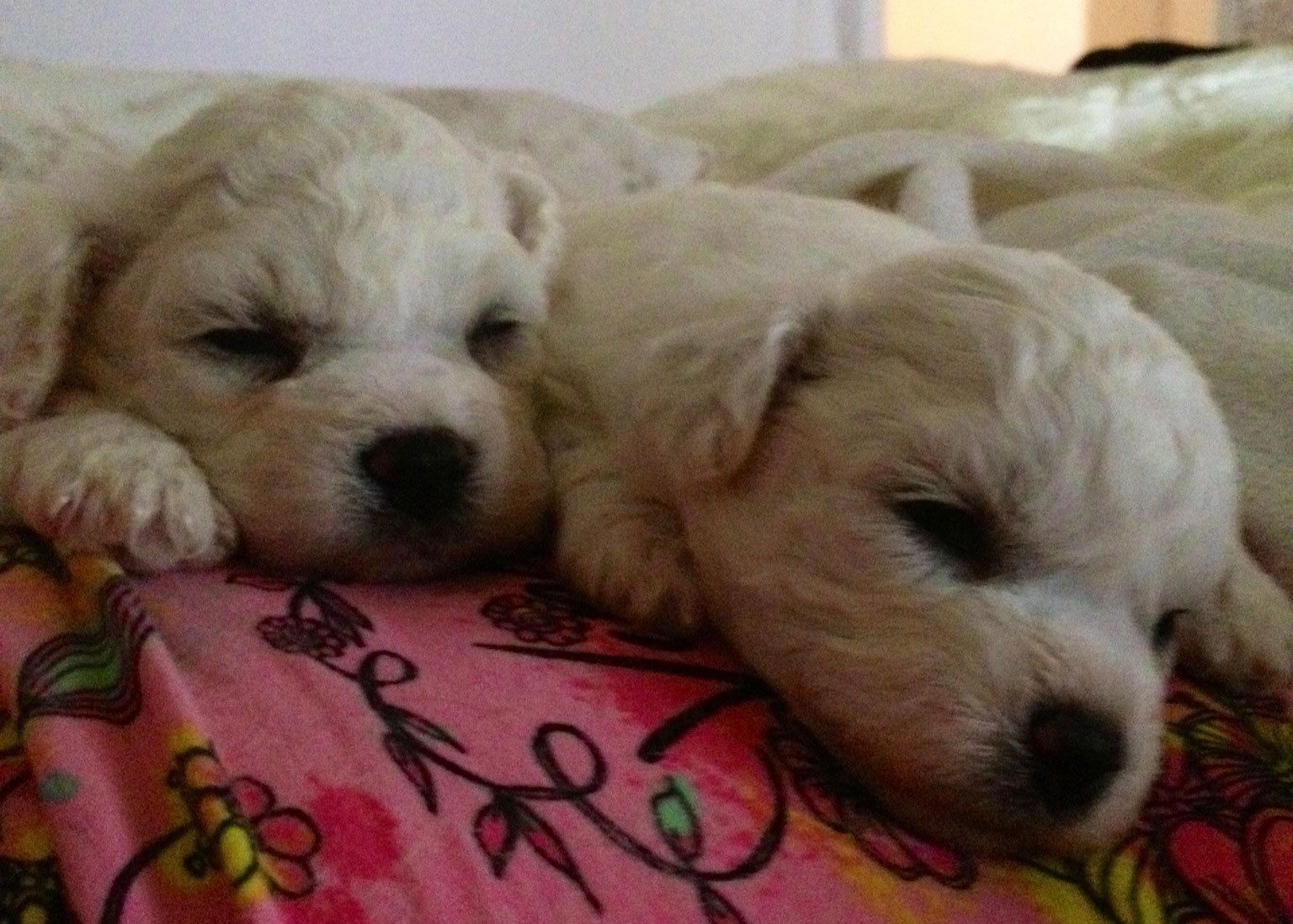 Bilder vom aktuellen Wurf SNOWFLAKE VICO und SNOWFLAKE KORA-MAY. Geburtsdatum 11.07.2013. 3 Rüden und 2 Hündinnen