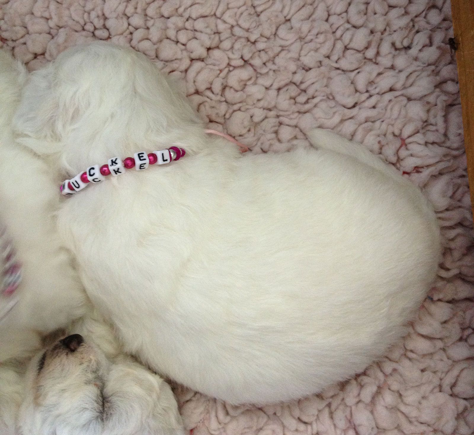 Bilder vom aktuellen Wurf SNOWFLAKE VICO und SNOWFLAKE KORA-MAY. Geburtsdatum 11.07.2013. 3 Rüden und 2 Hündinnen