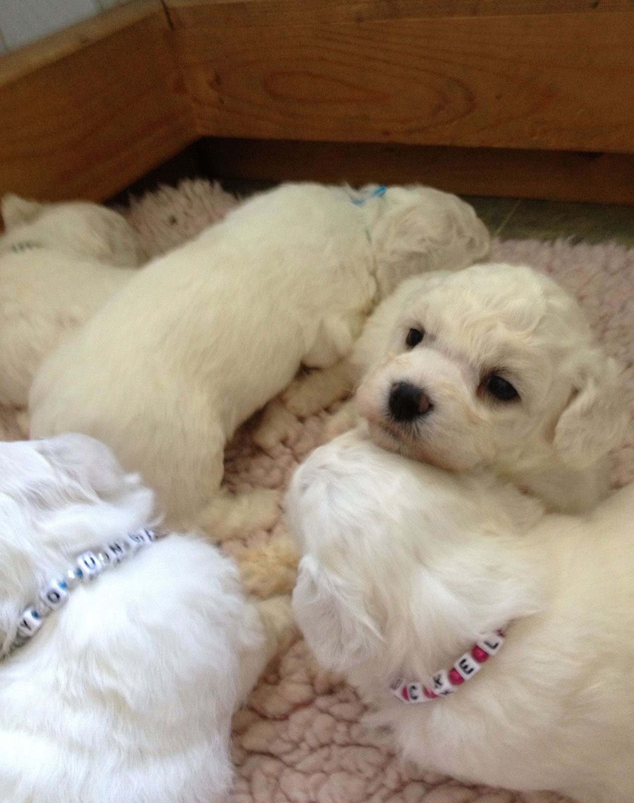 Bilder vom aktuellen Wurf SNOWFLAKE VICO und SNOWFLAKE KORA-MAY. Geburtsdatum 11.07.2013. 3 Rüden und 2 Hündinnen