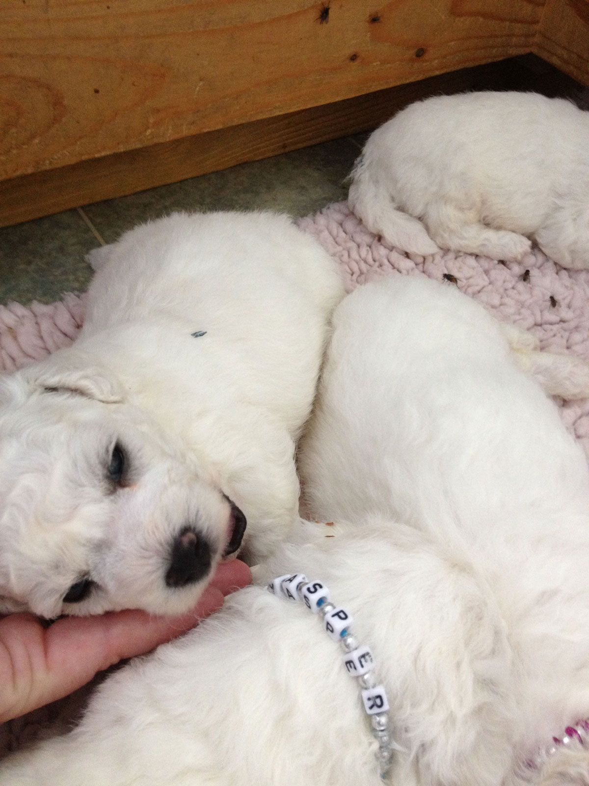 Bilder vom aktuellen Wurf SNOWFLAKE VICO und SNOWFLAKE KORA-MAY. Geburtsdatum 11.07.2013. 3 Rüden und 2 Hündinnen