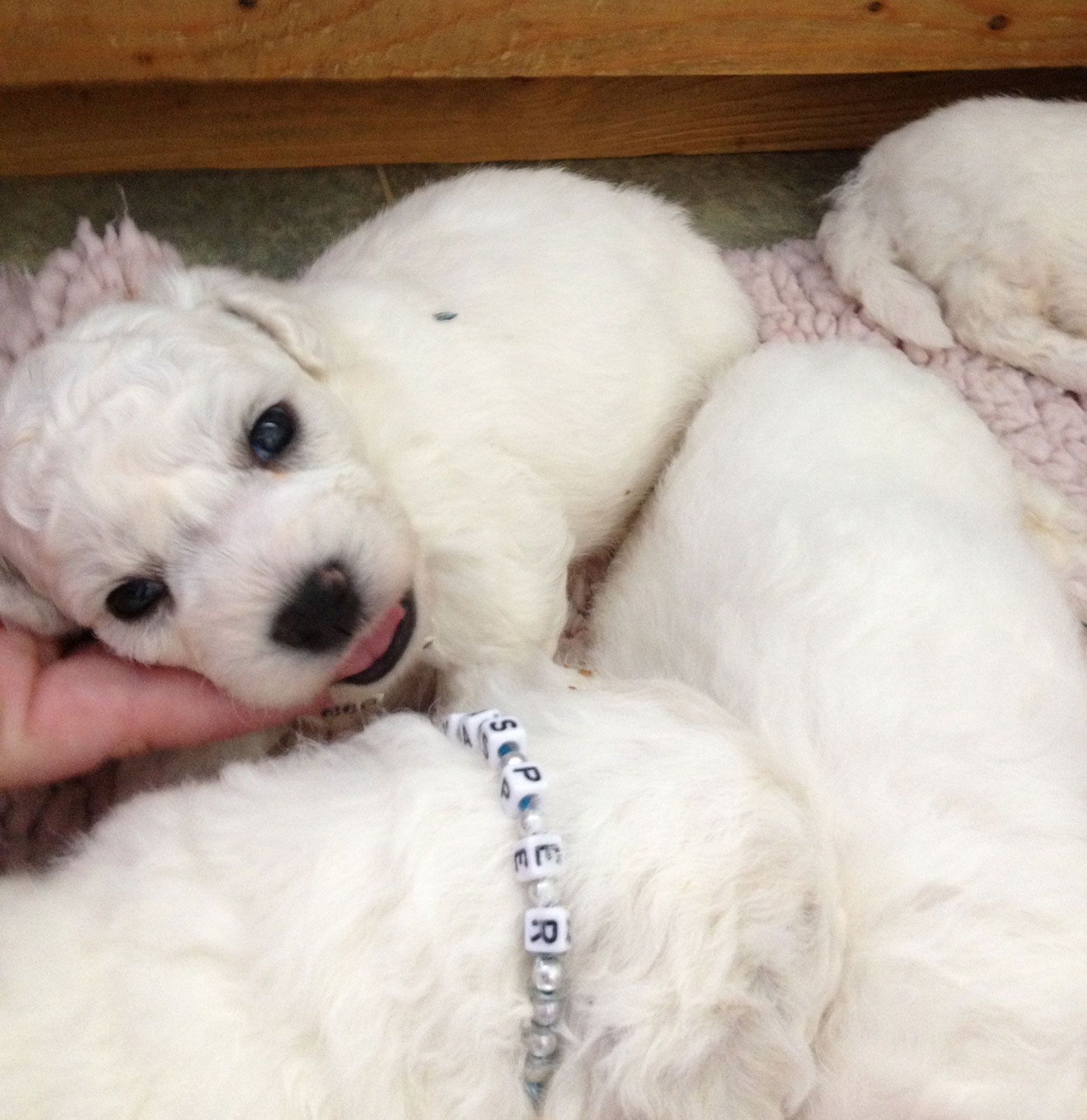 Bilder vom aktuellen Wurf SNOWFLAKE VICO und SNOWFLAKE KORA-MAY. Geburtsdatum 11.07.2013. 3 Rüden und 2 Hündinnen