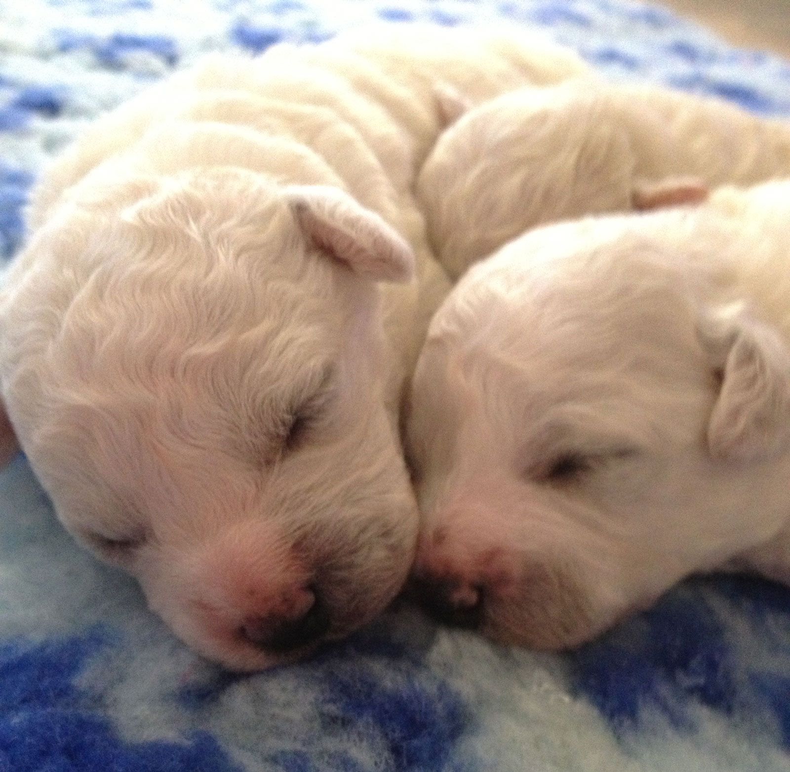 Bilder vom aktuellen Wurf SNOWFLAKE VICO und SNOWFLAKE KORA-MAY. Geburtsdatum 11.07.2013. 3 Rüden und 2 Hündinnen