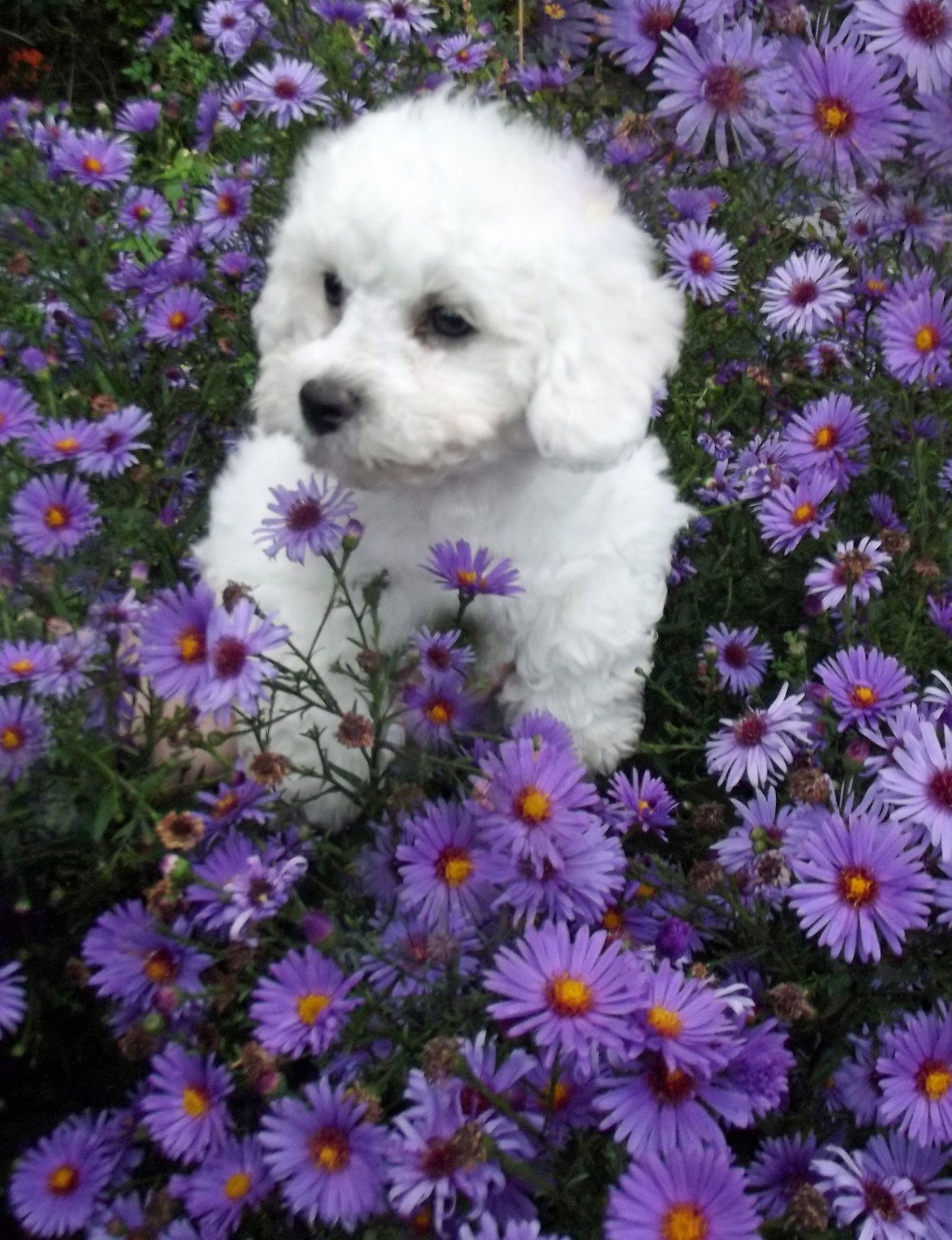 Bilder vom aktuellen Wurf SNOWFLAKE VICO und SNOWFLAKE KORA-MAY. Geburtsdatum 11.07.2013. 3 Rüden und 2 Hündinnen